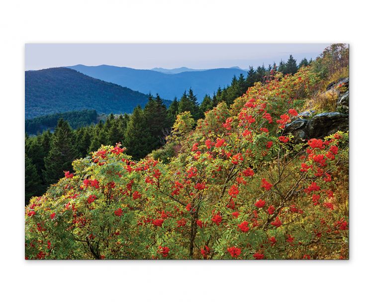 "Hummingbird Heaven"